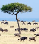 Wildebeests