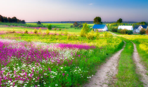 Wildflower Meadow Jigsaw Puzzle