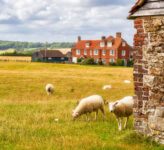 Winchelsea Sheep