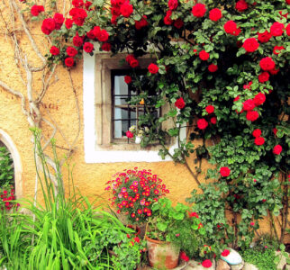 Window and Roses Jigsaw Puzzle