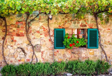 Window and Vines Jigsaw Puzzle