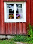 Window Flowers