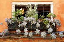 Window Plants