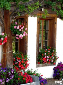 Windows and Flowers Jigsaw Puzzle