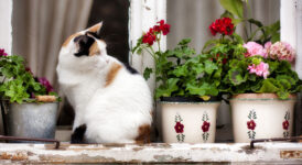 Windowsill Cat