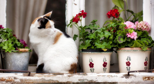 Windowsill Cat Jigsaw Puzzle