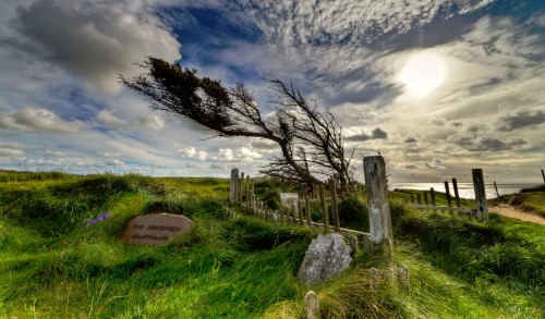 Windswept Graves Jigsaw Puzzle