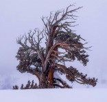 Windswept Tree