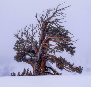 Windswept Tree Jigsaw Puzzle