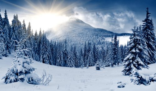 Winter Forest Jigsaw Puzzle