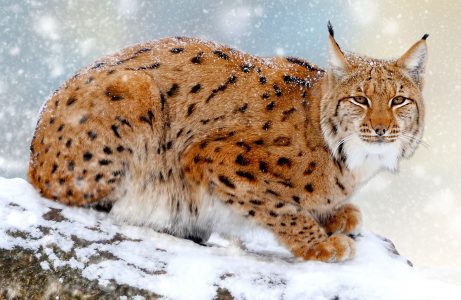 Winter Lynx Jigsaw Puzzle