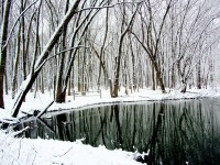 Winter Reflection