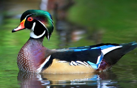 Wood Duck Jigsaw Puzzle