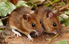 Wood Mice