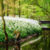 Woodland Bridge Jigsaw Puzzle