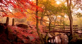 Woodland Footbridge