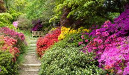 Woodland Path