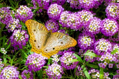 Yellow Butterfly Jigsaw Puzzle