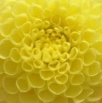 Yellow Dahlia