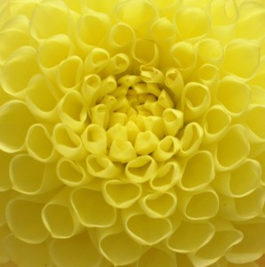 Yellow Dahlia Jigsaw Puzzle