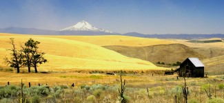 Yellow Fields