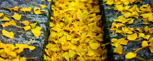 Yellow Flow Jigsaw Puzzle