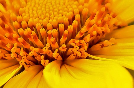 Yellow Flower Jigsaw Puzzle
