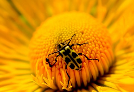 Yellow Flower and Bug Jigsaw Puzzle