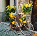 Yellow Flowers