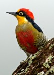Yellow Fronted Woodpecker