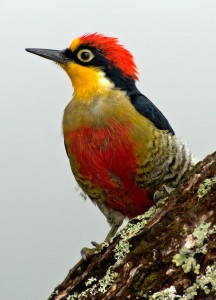 Yellow Fronted Woodpecker Jigsaw Puzzle