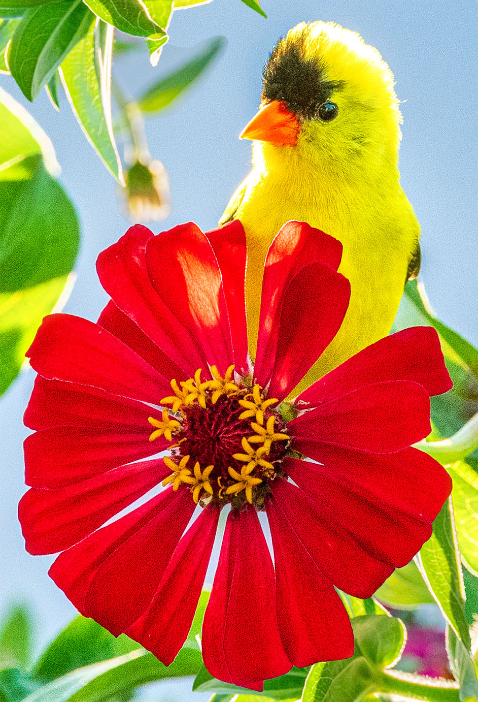 Yellow Goldfinch Jigsaw Puzzle yellow-goldfinch-jigsaw-puzzle