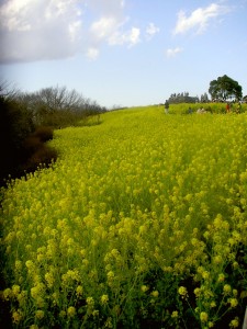 Yellow Hill Jigsaw Puzzle