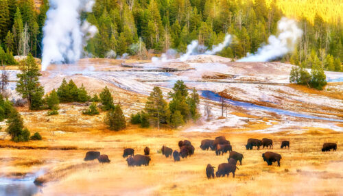 Yellowstone Bison Jigsaw Puzzle