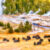 Yellowstone Bison Jigsaw Puzzle