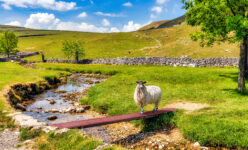 Yorkshire Dales Sheep Jigsaw Puzzle