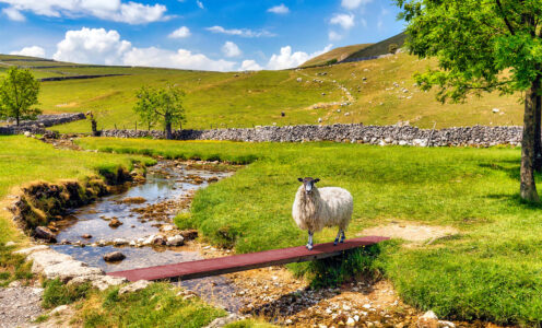 Yorkshire Dales Sheep Jigsaw Puzzle Yorkshire Dales Sheep Jigsaw Puzzle