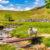 Yorkshire Dales Sheep Jigsaw Puzzle