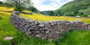 Yorkshire Meadows