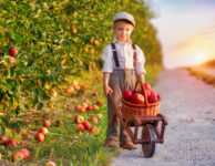 Young Apple Picker