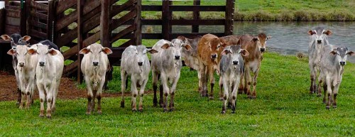 Young Cows Jigsaw Puzzle