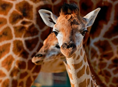 Young Giraffes Jigsaw Puzzle