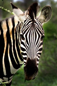 Zebra Jigsaw Puzzle