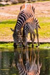 Zebra and Foal
