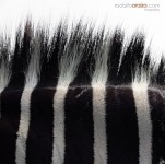 Zebra Fur