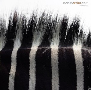 Zebra Fur Jigsaw Puzzle