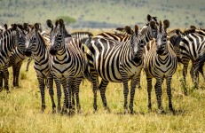 Zebra Group