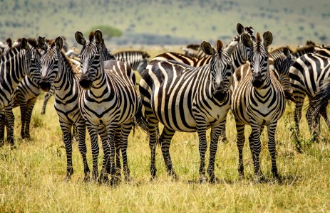 Zebra Group Jigsaw Puzzle