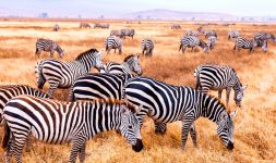 Zebra Herd